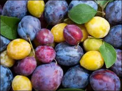 Prune : Lequel de ces fruits n'est pas une variété de prune ?