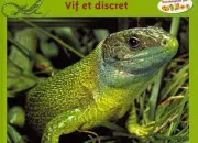 Quiz Le Lzard : Petit matre de ladaptation