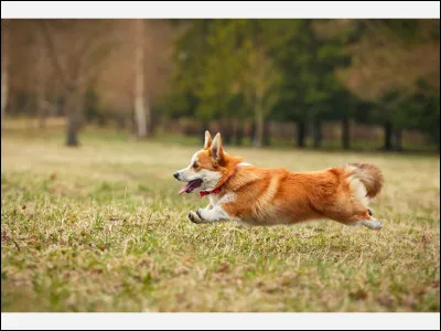 Quel est ce chien ?