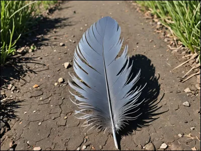 Les oiseaux lont sur tout le corps.
Cest une couleur entre noir et blanc.