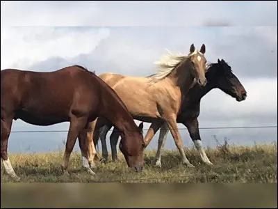 Haut ou plat si tu m'ajoutes une lettre je deviens cheval, que suis-je ?