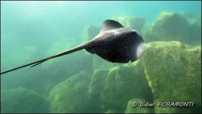 Ce poisson peut vivre aussi bien en eau douce qu'en mer, il fait partie des plus gros poissons du monde !