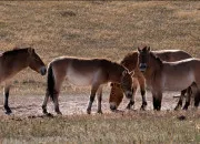 Quiz Les chevaux