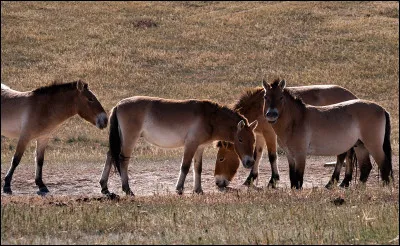 Quel est le nom scientifique du cheval ?