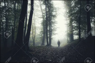 Tu te perds en forêt, que fais-tu ?