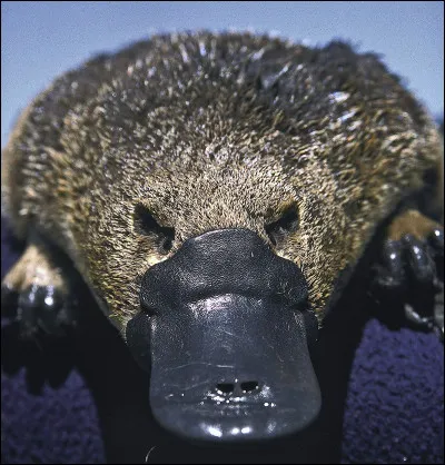 L'ornithorynque est un mammifère ovipare.