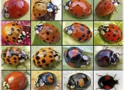 Quiz Les Coccinelles