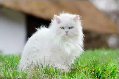 Quelle est cette race de chat au poil long et soyeux originaire de Turquie ?