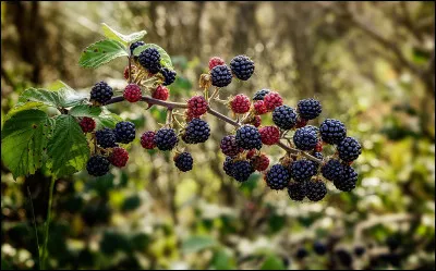 Ongle pointu et crochu de certains animaux.
Arbuste épineux aux fruits comestibles