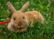 Quiz Le Lapin Domestique