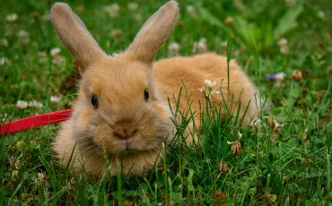 Quiz Animaux