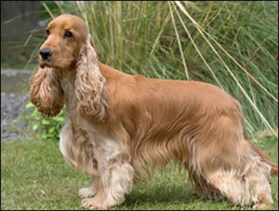 Quelle est cette race de chien, un animal compact, musclé, énergique, excellent leveur de gibier ?