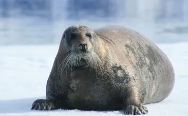 Quiz Animaux