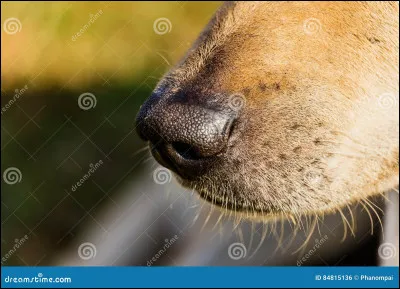 Le chien peut détecter jusquà 1 000 odeurs :