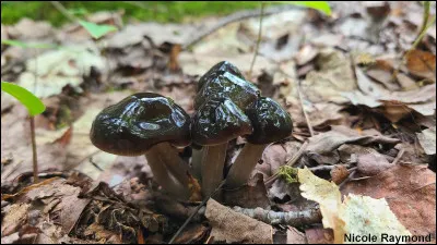 Son chapeau fait de 2 à 5 cm de diamètre. Il est facile à reconnaître grâce à son chapeau généralement brunâtre à presque noirâtre. Il est souvent tellement visqueux, qu'on a du mal à le tenir entre les doigts. Si on le retourne, on voit ses lames blanchâtres, qui contrastent avec la couleur du pied et du chapeau. Il pousse sur le sol, souvent dans des forêts mixtes et sa sporée est blanche.