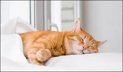 Combien de temps de sa vie un chat passe-t-il à dormir ?