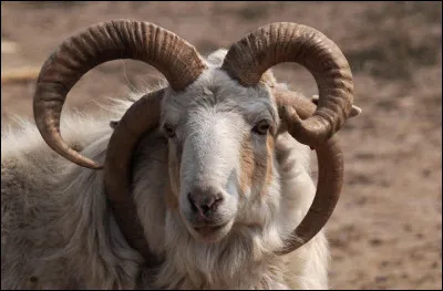 Comment est appelé un animal possédant plus de deux cornes ?