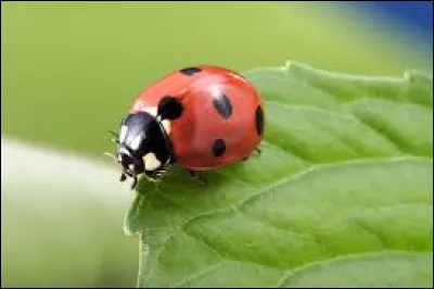 Dans le langage courant, on appelle aussi la coccinelle "bête à bon Dieu".