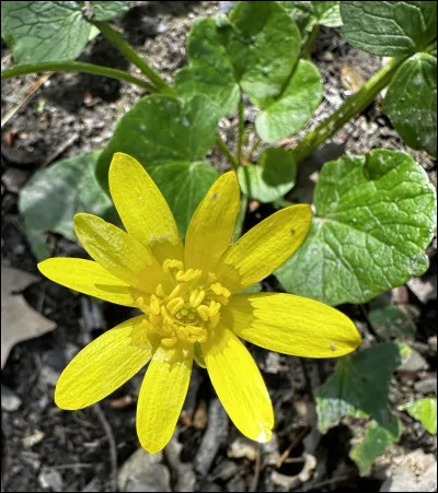 Quelle est cette fleur ?