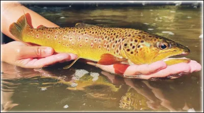 Quel est ce poisson ?