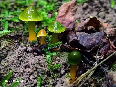 Son chapeau est visqueux à glutineux, de couleur verdâtre au départ, puis devient rapidement multicolore (jaune, rosâtre, orangé, fauve, ocre, brunâtre). La teinte verdâtre persiste sur le haut du pied. Certains spécimens peuvent ne présenter aucune teinte verte et être dun orange vif. Son sosie se distingue par un chapeau initialement brun foncé à brun vineux lorsqu'il est jeune. Cette espèce se développe sur des sols humides, souvent sous des peupliers.