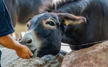 Quiz Animaux