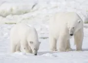 Quiz Quiz sur les ours polaires