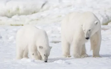 Quiz Animaux