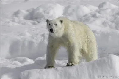 Quel est le nom scientifique de l'ours polaire ?