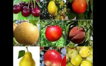 Quiz Fruits