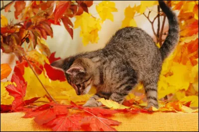 Tu es un chaton dans la pouponnière, que fais-tu ?