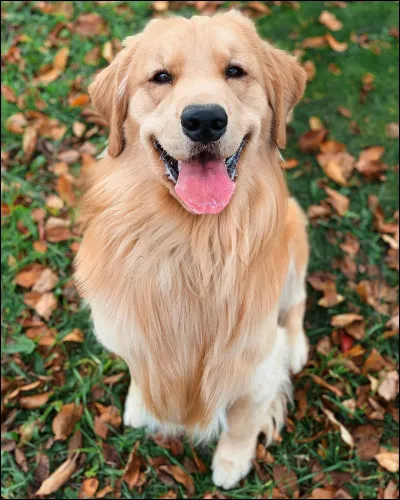 Première question, quel est ce chien ?