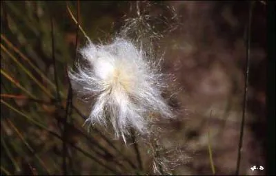 Quelle est cette fleur ?