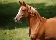 Quiz Les chevaux du monde