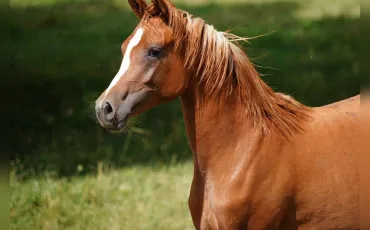 Quiz Chevaux