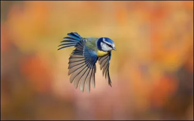 Est-ce une mésange bleue ?