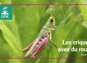 Quiz Quiz sur les criquets 🦗🌾