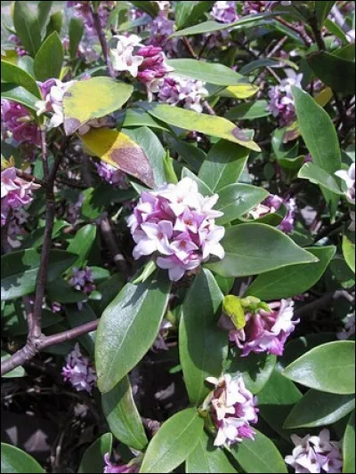 Cette plante donne des fleurs dès janvier. Quel est son nom ?