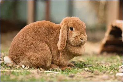 Le lapin est un animal de compagnie :