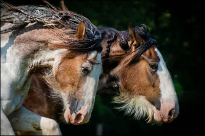 Vrai ou faux ? La race clydesdale existe.