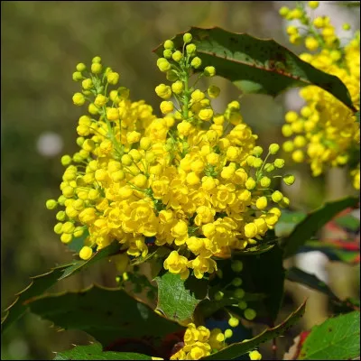 Cet arbuste à floraison hivernale ou printanière, au feuillage persistant et piquant est un mahonia.