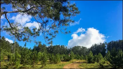 Petite devinette : Je suis un mot féminin. On me confond très souvent avec les bois. Je suis composée de plusieurs arbres. Que suis-je ?