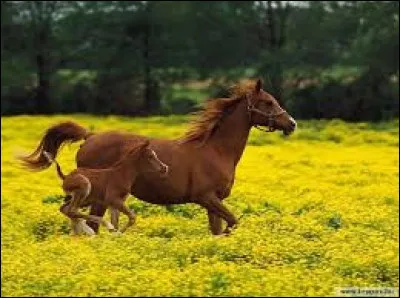 Poulain : De quel animal est-il le petit ?