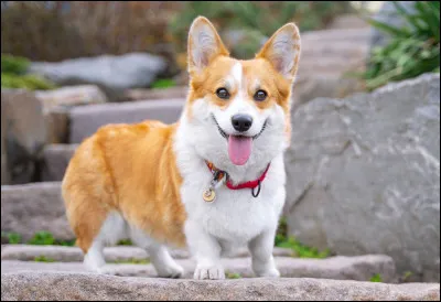 Quelle est en moyenne la taille du Corgi ?