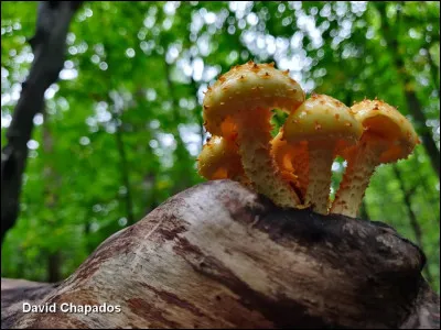 Ce champignon pousse sur du bois, que ce soit sur des arbres feuillus encore vivants ou déjà morts. Son chapeau, de couleur jaunâtre, est visqueux et recouvert d'écailles brun-rougeâtre. La marge est garnie de restes vélaires jaune pâle. Ses lames, d'abord blanchâtres, prennent une teinte rouille en vieillissant. Il pousse en touffes et a une sporée brun rouille.