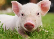 Quiz Tout sur le cochon