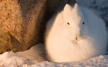 Quiz Animaux