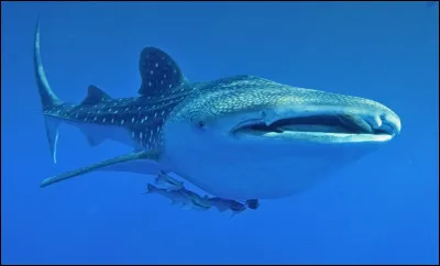 Comment s'appelle le bébé du requin ?