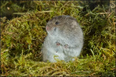 Quel est laliment dont le renard arctique raffole ?