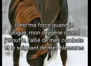 Test Un nom pour ton cheval